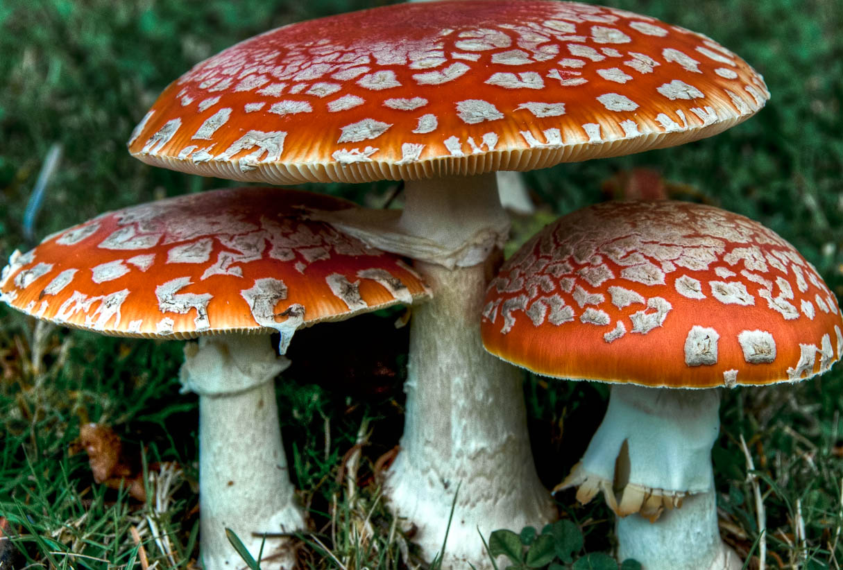 amanita-muscaria-1